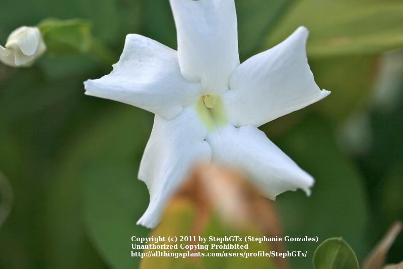 Photo of Sweet Clock-Vine (Thunbergia fragrans) uploaded by StephGTx