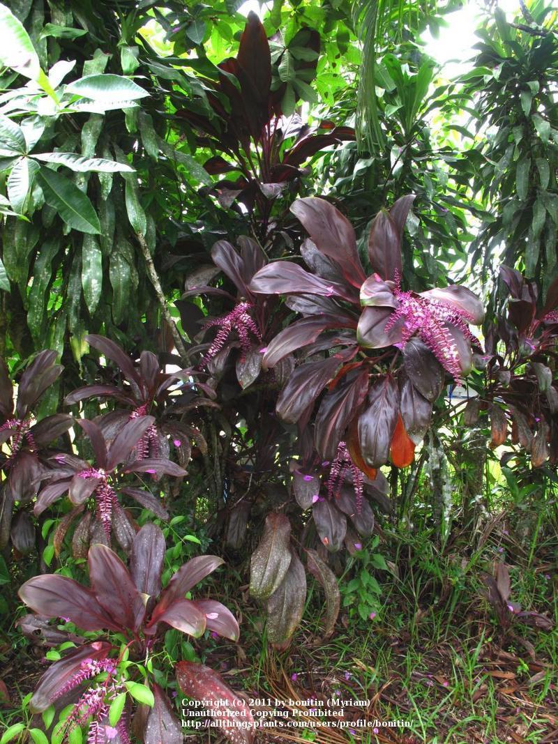 Photo of Ti Plant (Cordyline fruticosa) uploaded by bonitin