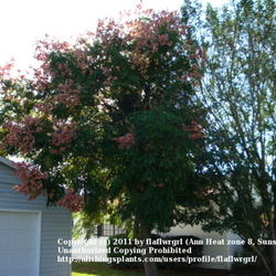 Location: zone 8/9 Lake City, Fl.
Date: 2011-10-30
tree