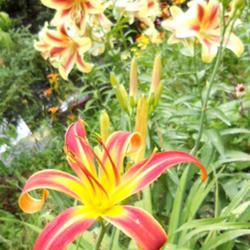 Location: Sun garden Z6
Date: 2010-07-13
Pictured with Red Dutch lily.Red Thrill is a Spider variety very 