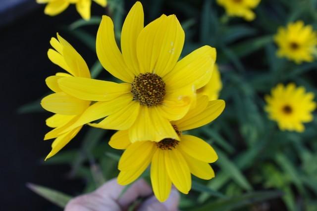 Photo of Swamp Sunflower (Helianthus angustifolius) uploaded by gingin