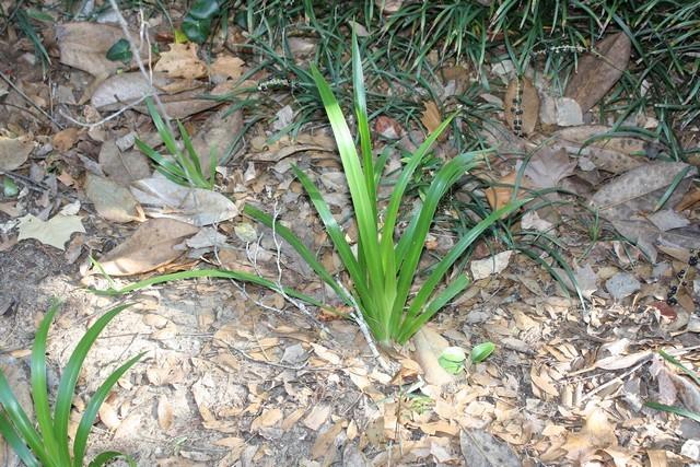 Photo of Walking Iris (Trimezia gracilis) uploaded by gingin