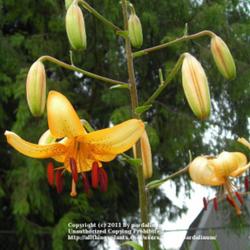 Location: Willamette Valley Oregon
Date: 2011-07-11 
Seed grown pendant Asiatic lily.  Moby's Swan Dive.  I am propaga