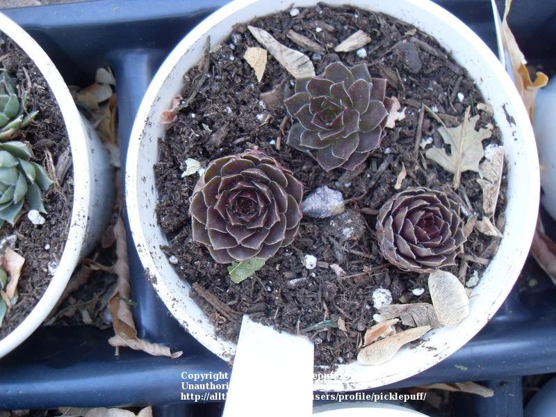 Photo of Hen and Chicks (Sempervivum marmoreum 'Chocolate') uploaded by picklepuff
