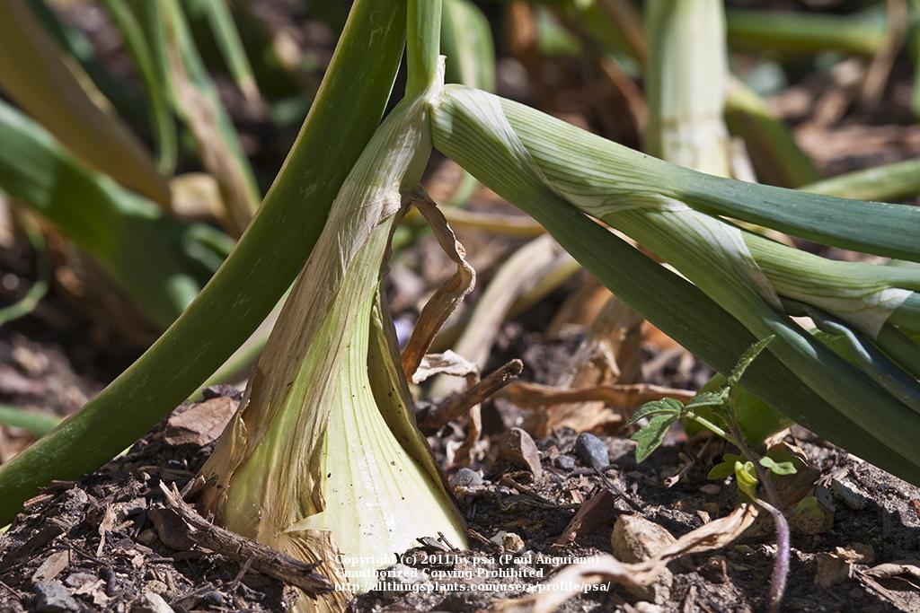 Photo of Onion (Allium cepa 'Walla Walla Sweet') uploaded by psa