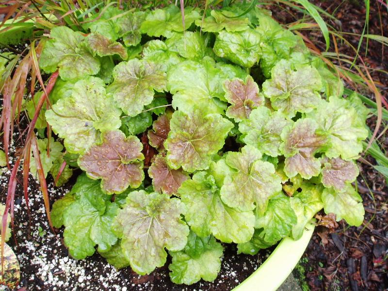 Photo of Coral Bells (Heuchera villosa 'Miracle') uploaded by springcolor