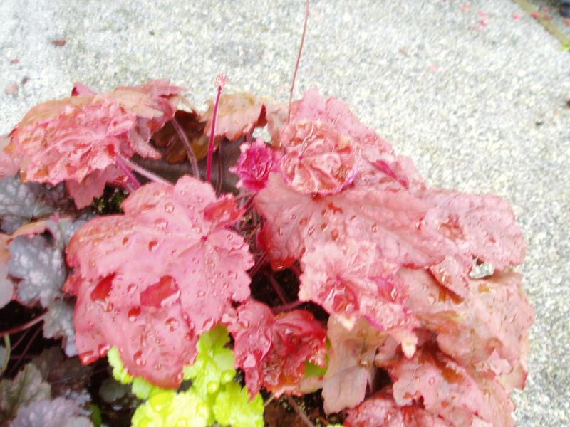 Photo of Coral Bells (Heuchera 'Autumn Leaves') uploaded by springcolor