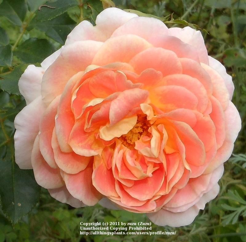 Photo of Rose (Rosa 'Concerto') uploaded by zuzu