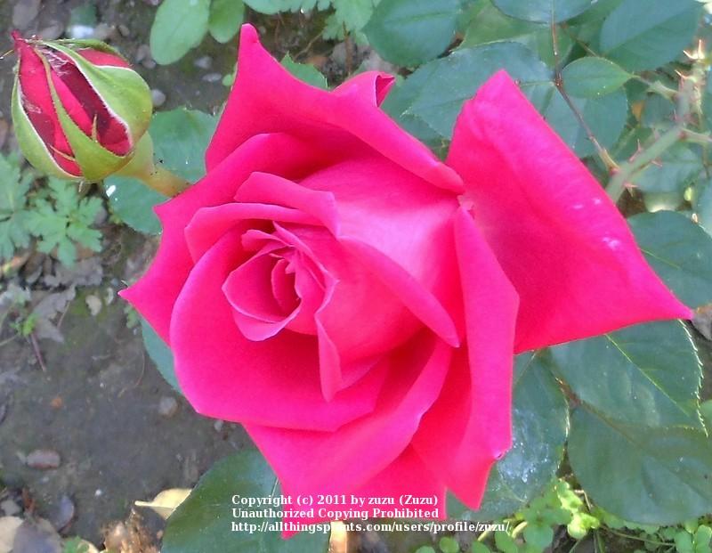 Photo of Rose (Rosa 'Wendy Cussons') uploaded by zuzu