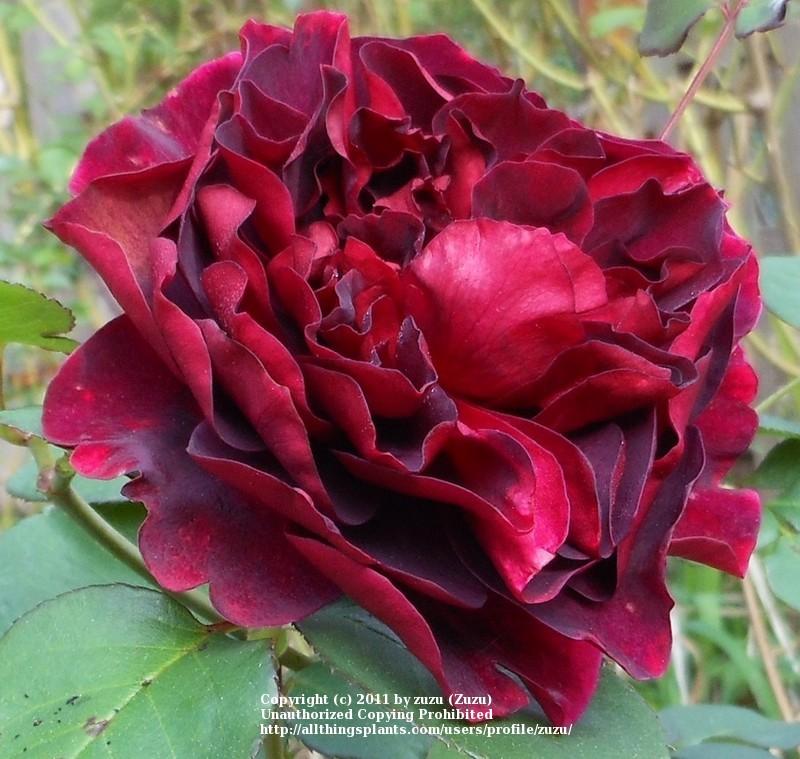 Photo of Rose (Rosa 'Tess of the d'Urbervilles') uploaded by zuzu