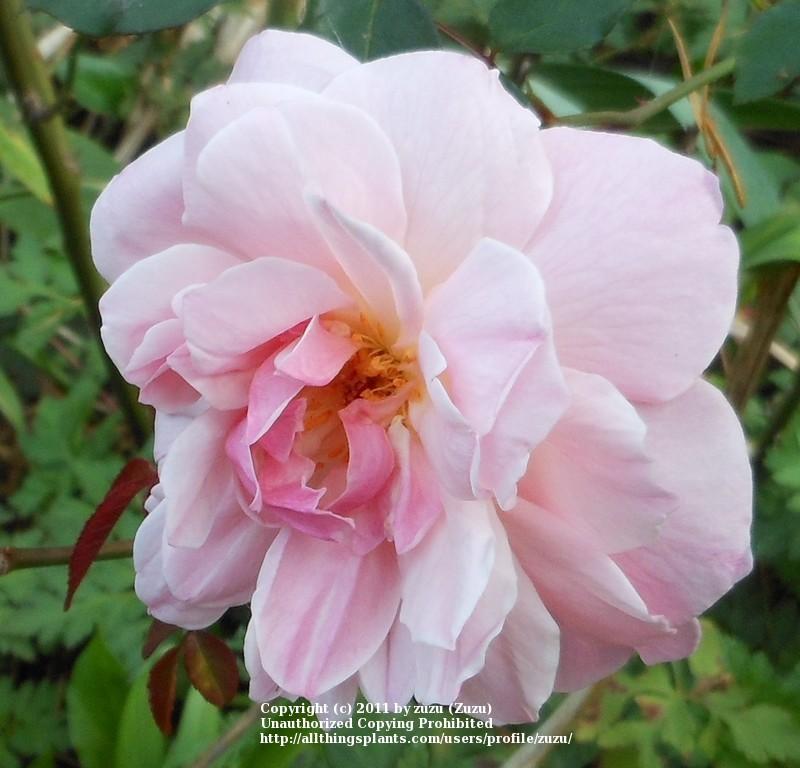 Photo of Rose (Rosa 'Jean Bach Sisley') uploaded by zuzu