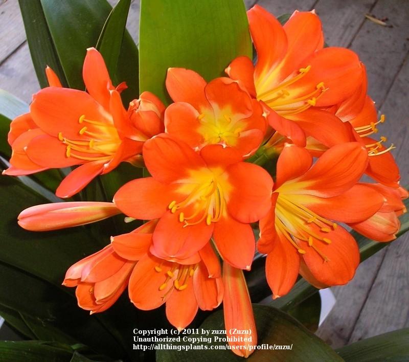 Photo of Clivia Lily (Clivia miniata 'Belgian Hybrid') uploaded by zuzu