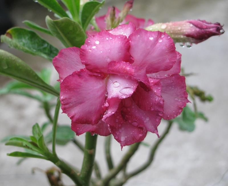 Photo of Desert Rose (Adenium obesum 'Double Purple') uploaded by Dutchlady1