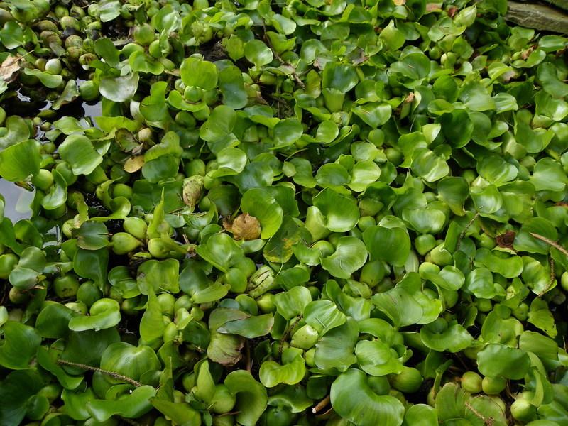 Photo of Water Hyacinth (Eichhornia crassipes) uploaded by Newyorkrita