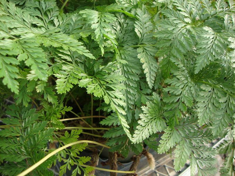 Photo of Rabbit's Foot Fern (Davallia canariensis) uploaded by Paul2032