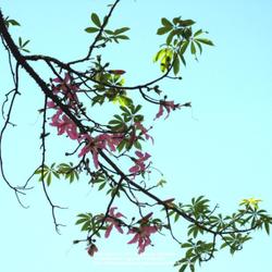 Location: Rio de Janeiro
Date: 2010-02-24
leaves and flowers