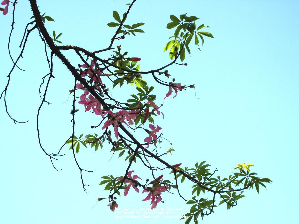 Photo of Floss Silk Tree (Ceiba speciosa) uploaded by bonitin