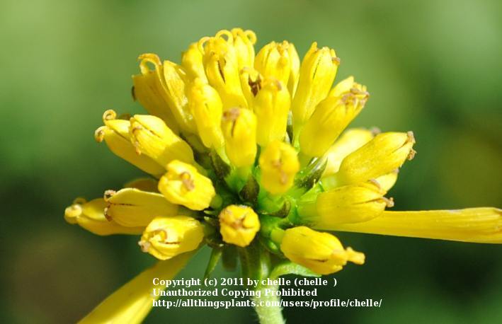Photo of Wingstem (Verbesina alternifolia) uploaded by chelle
