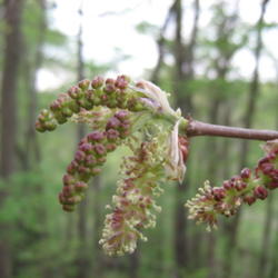 Location: Indiana  Zone 5
Date: 2010-04-22
amazing how much the flower looks like the fruit