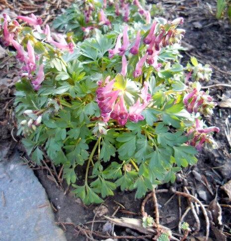 Photo of Bird in the Bush (Corydalis solida) uploaded by ge1836
