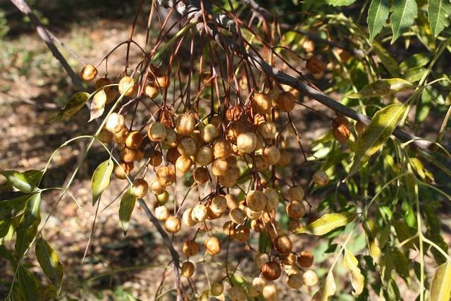Photo of Chinaberry (Melia azedarach) uploaded by gingin
