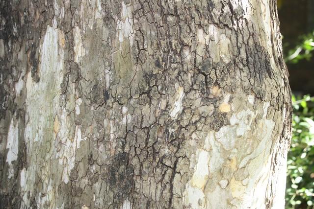 Photo of American Sycamore (Platanus occidentalis) uploaded by gingin