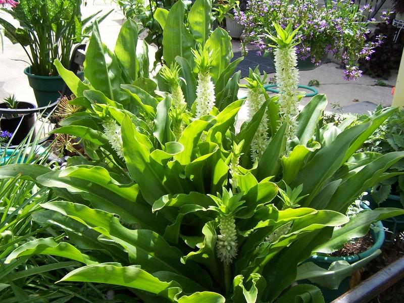 Photo of Pineapple Lily (Eucomis autumnalis) uploaded by jmorth