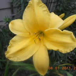 Location: gladwin mi.
Date: 2011-08-01
large bloom tall plant