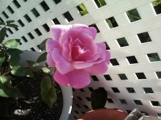 Photo of Rose (Rosa 'Old Blush') uploaded by marti