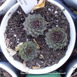 Location: Denver, CO
Date: 2011-10-06
New plant. Source: Edelweiss Perennials