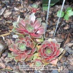 Location: Denver, Co 
Date: 2011-07-23 (partial shade)
New plant- 2 mos old. Source: Mountain Crest Gardens