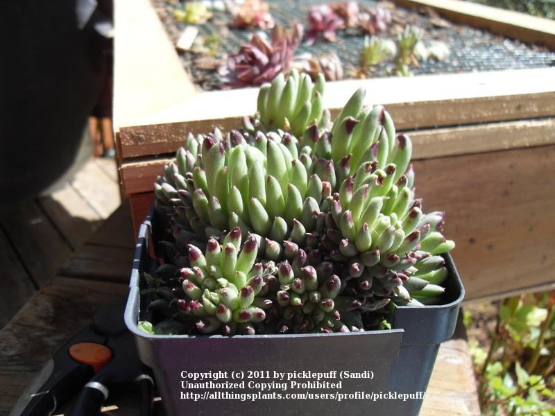 Photo of Hen and Chicks (Sempervivum calcareum 'Grigg's Surprise') uploaded by picklepuff