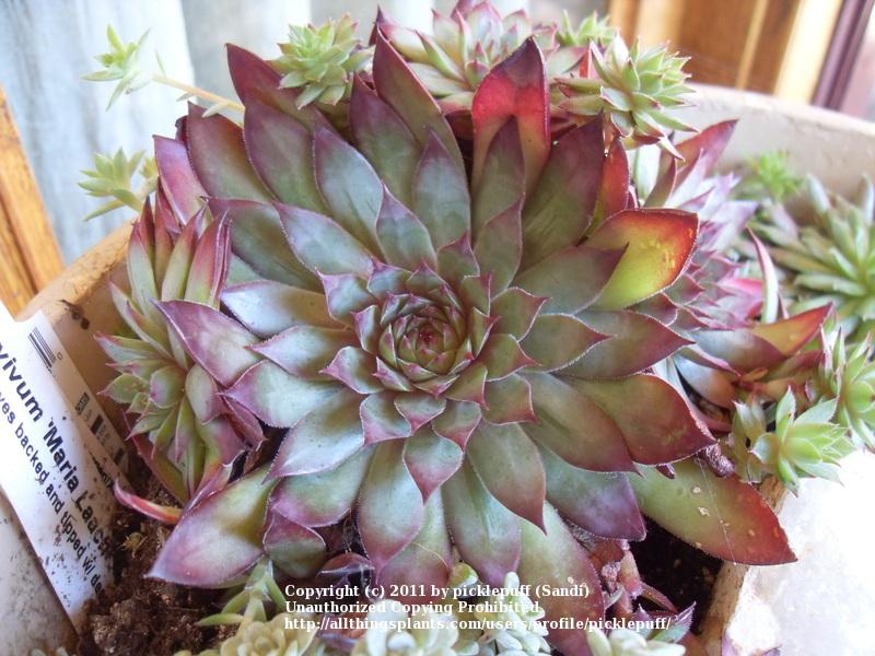 Photo of Hen and Chicks (Sempervivum 'Maria Laach') uploaded by picklepuff
