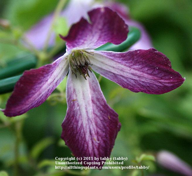 Photo of Clematis (Clematis viticella 'Walenburg') uploaded by tabby