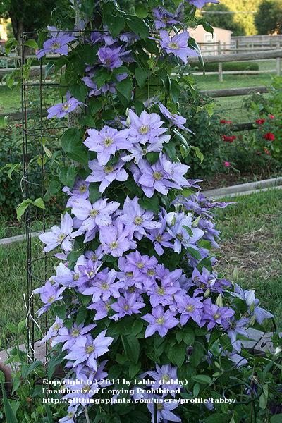 Photo of Clematis Cezanne™ uploaded by tabby