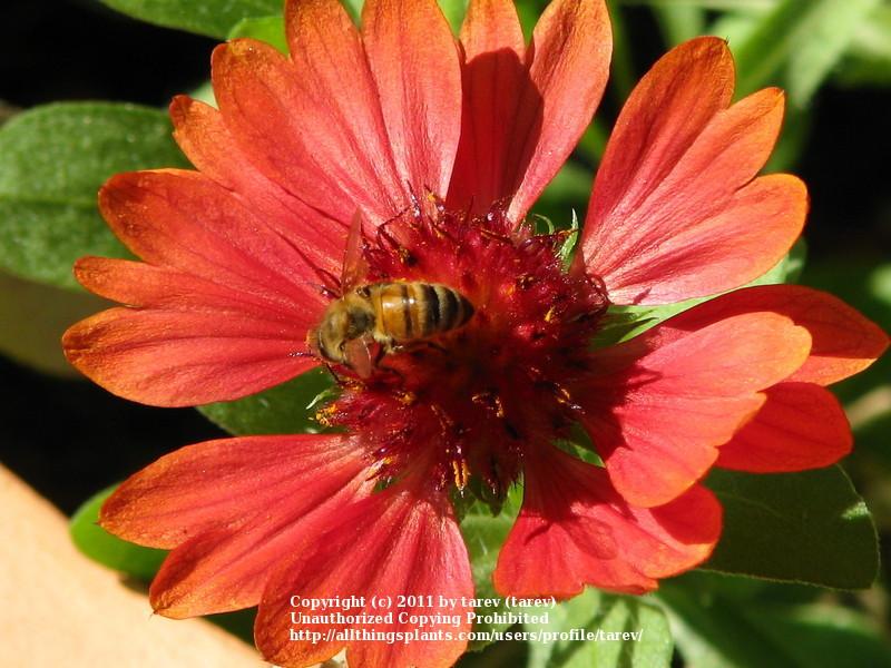 Photo of Blanket Flower (Gaillardia amblyodon) uploaded by tarev