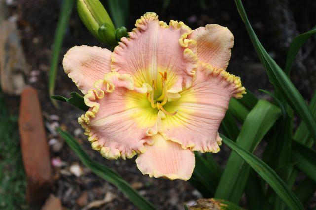 Photo of Daylily (Hemerocallis 'Belle Cook') uploaded by vic