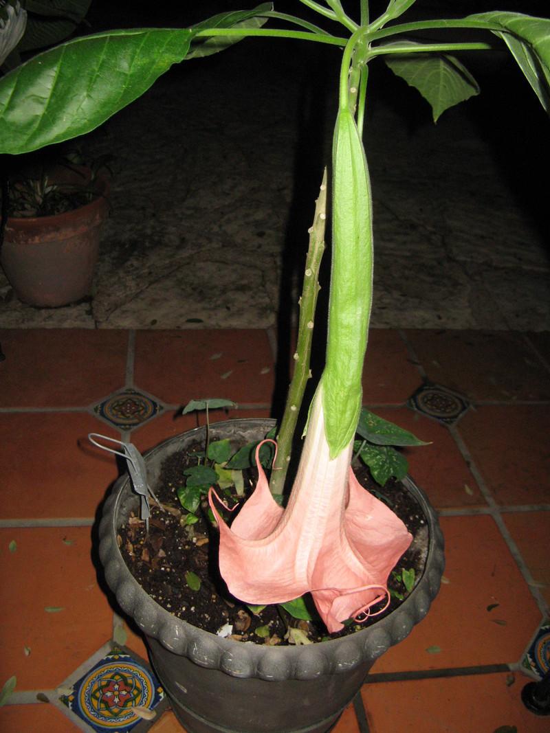Photo of Angel's Trumpet (Brugmansia 'Miss Emily Mackenzie') uploaded by Bubbles