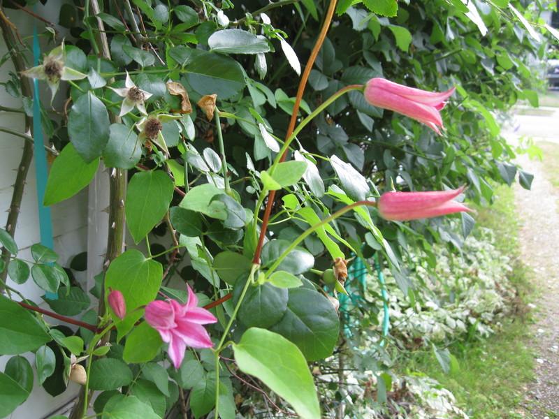 Photo of Clematis (Clematis texensis 'Duchess of Albany') uploaded by Carolyn22