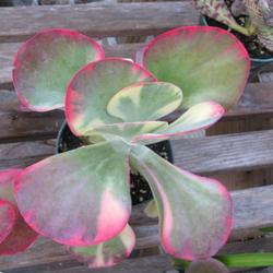 Location: Southwest Florida
Date: fall 2011
A beautiful brightly colored variation on the usual Kalanchoe thy