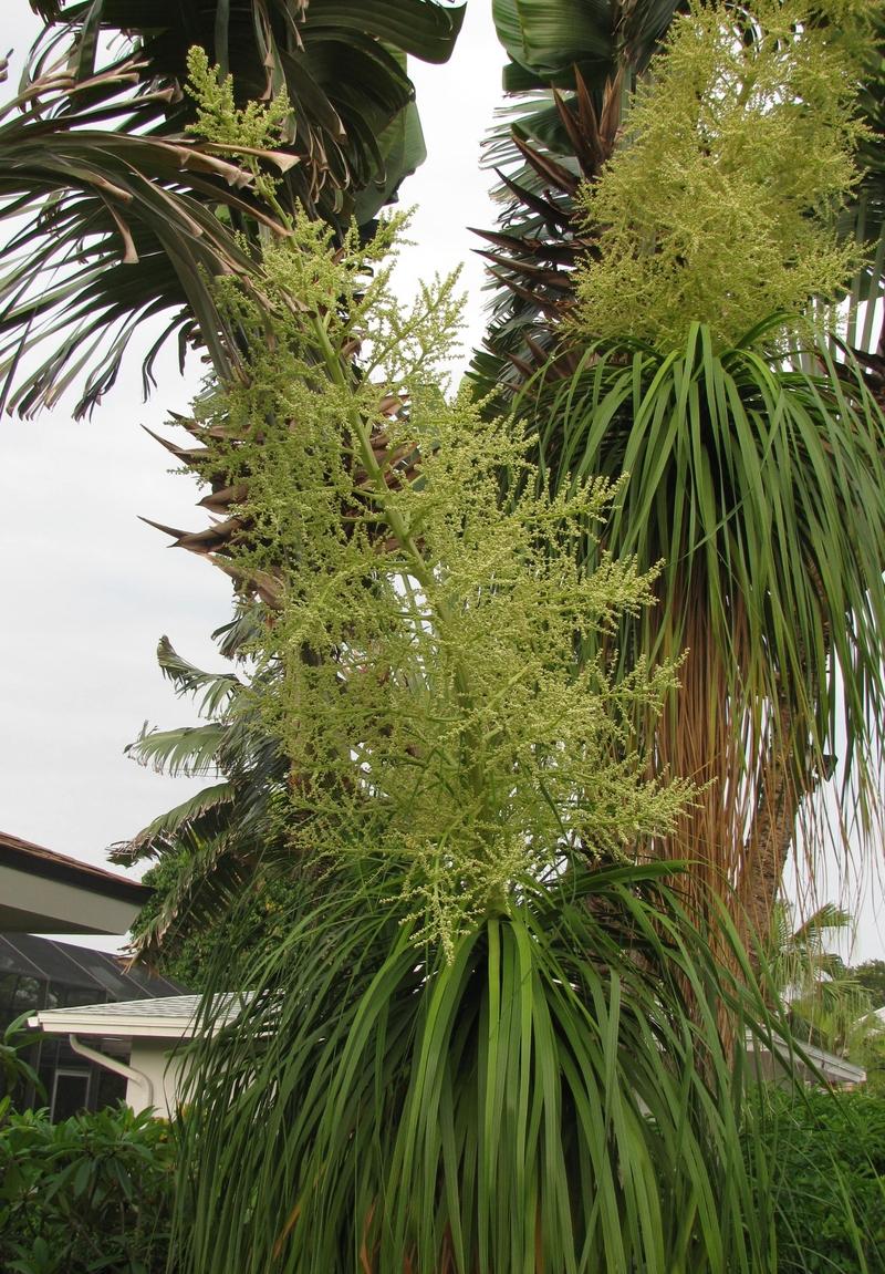 Photo of Ponytail Palm (Beaucarnea recurvata) uploaded by Dutchlady1