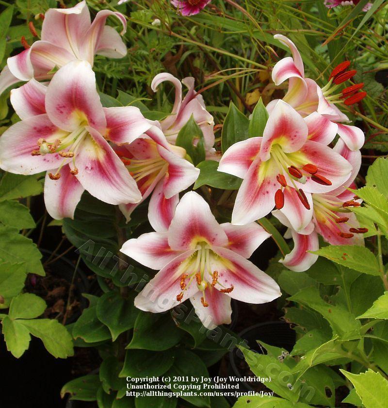 Photo of Lily (Lilium 'Angelique') uploaded by Joy