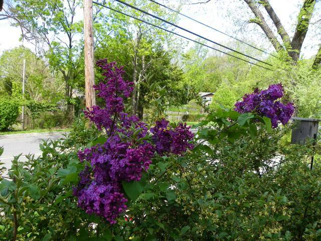 Photo of Lilacs (Syringa) uploaded by Newyorkrita