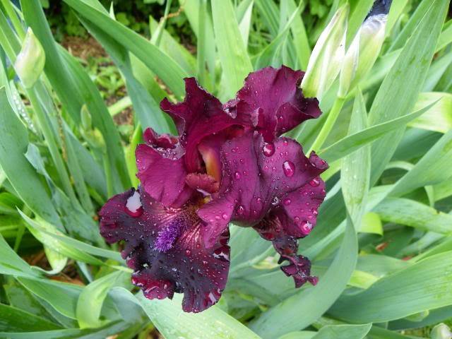 Photo of Tall Bearded Iris (Iris 'Rio Rojo') uploaded by Newyorkrita