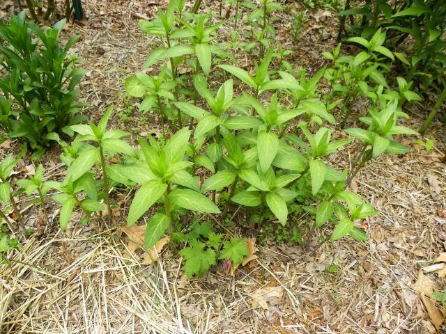 Photo of Swamp Milkweed (Asclepias incarnata) uploaded by Newyorkrita