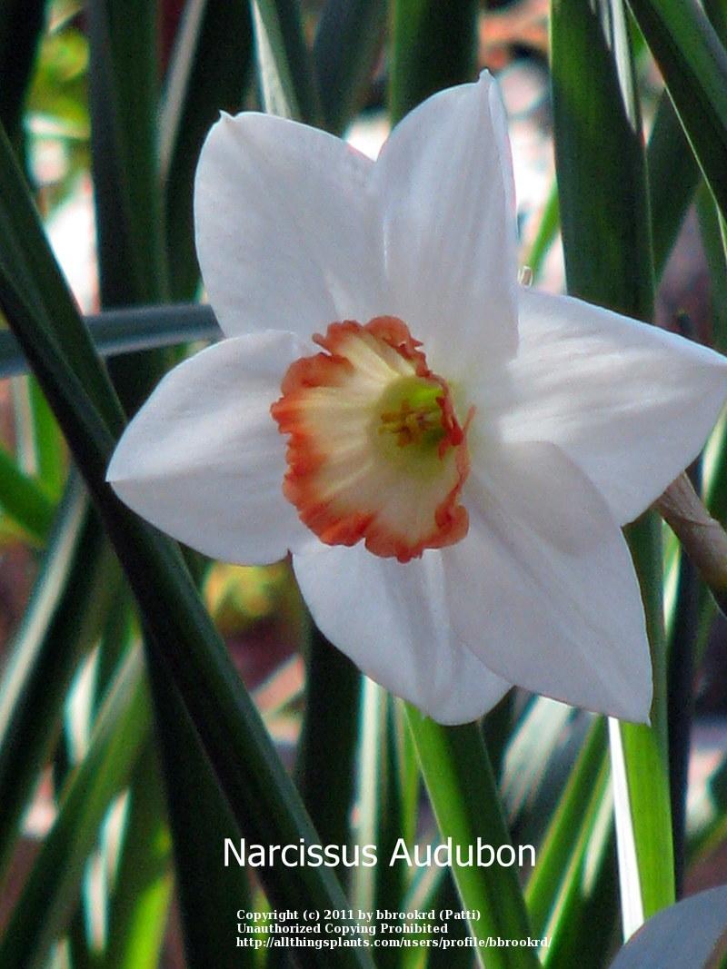 Photo of Large-cupped Daffodil (Narcissus 'Audubon') uploaded by bbrookrd