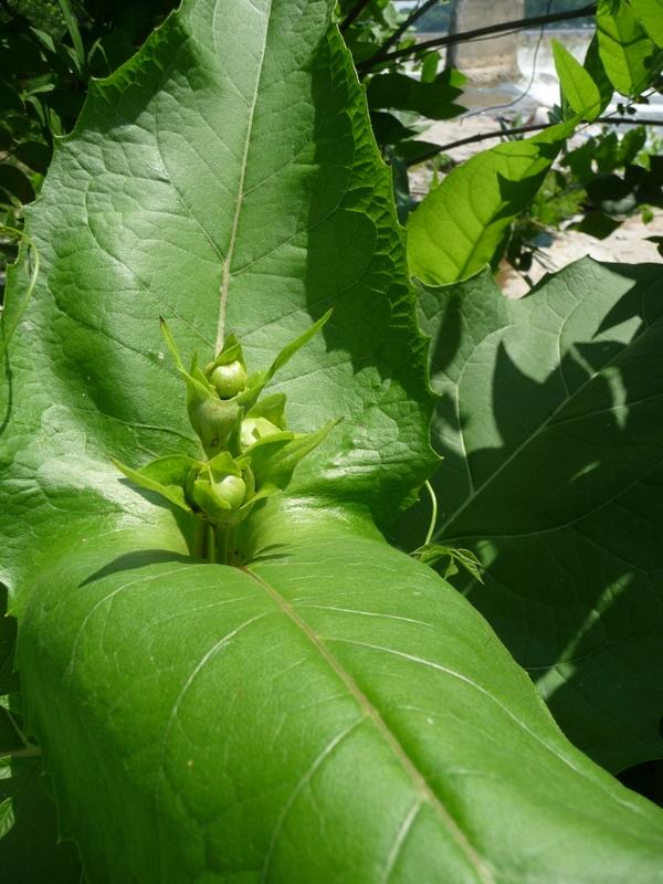 Photo of Cup Plant (Silphium perfoliatum) uploaded by gardengus
