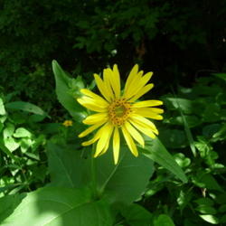 Location: Indiana  Zone 5
Date: 2011-07-10
growing in the wild in shade