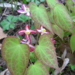 Location: Indiana  Zone 5
Date: 2010-04-13