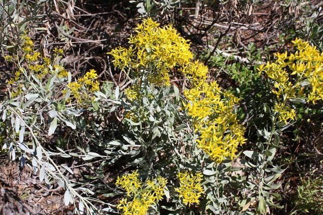 Photo of Woody Goldenrod (Chrysoma pauciflosculosa) uploaded by gingin